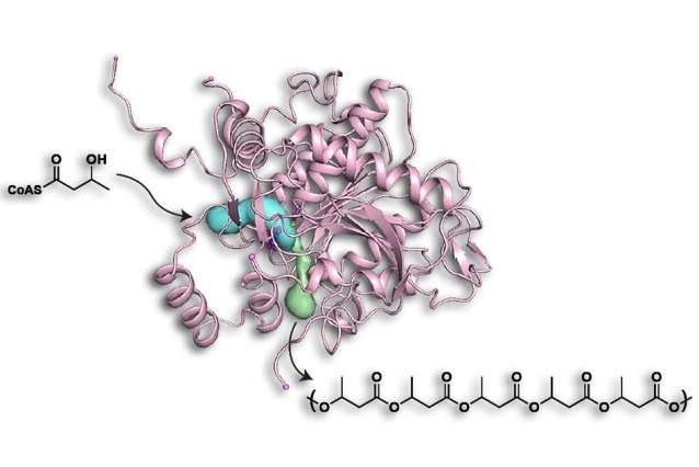 synthase form