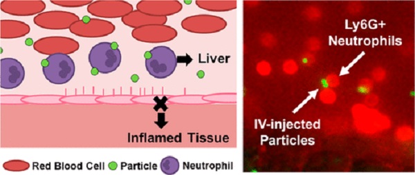 eutrophil–Particle Interactions in Blood