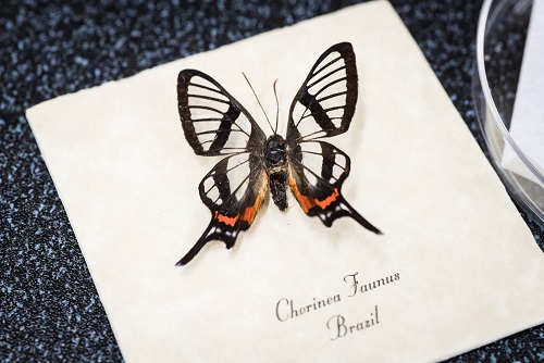 Butterfly inspire for nano coat