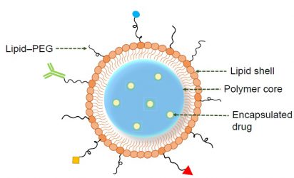 Lipid–polymer hybrid nanoparticles