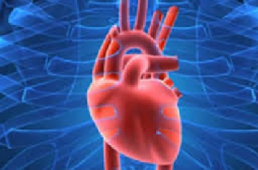 ساخت پچ‌های قلبی برای ترمیم عضله قلب مبتلایان سکته توسط محققان ایرانی