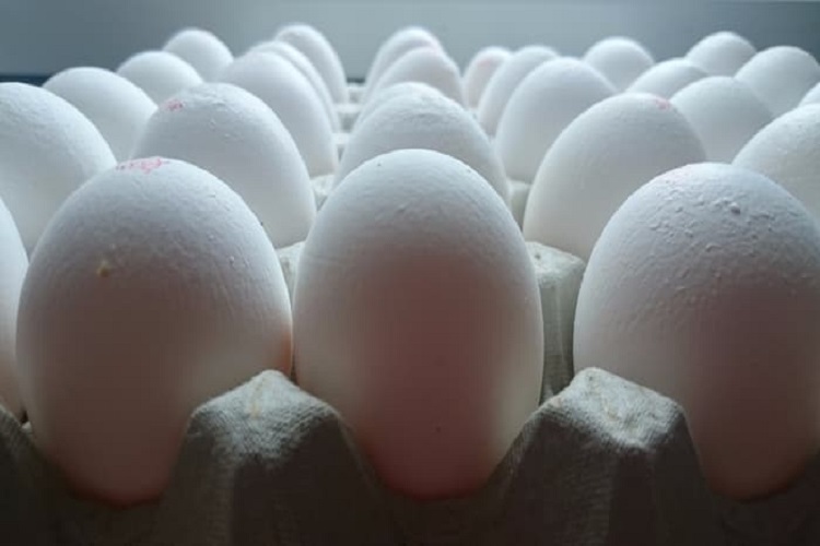استفاده از پوسته تخم مرغ به عنوان پرکننده برای مستربچ‌ها
