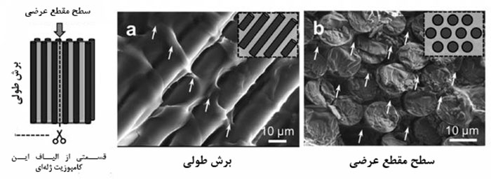 تصاویر میکروسکوپی از هیدروژل‌های تقویت‌شده