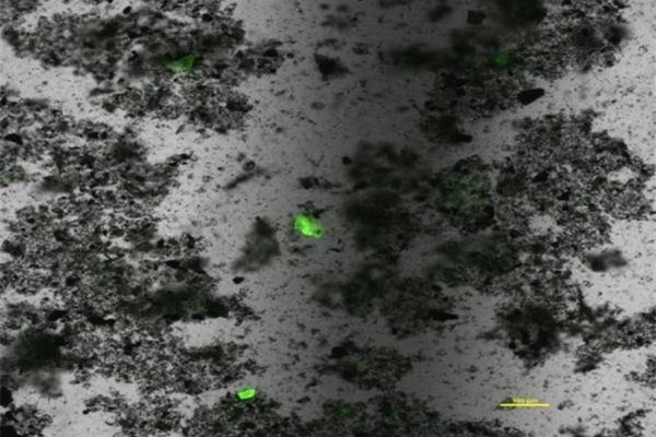 شناسایی ذرات پلاستیک شناور در آب با استفاده از رنگ فلورسنت