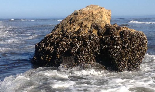 تولید پلیمرهای مستحکم با الهام از صدف‌های دریایی