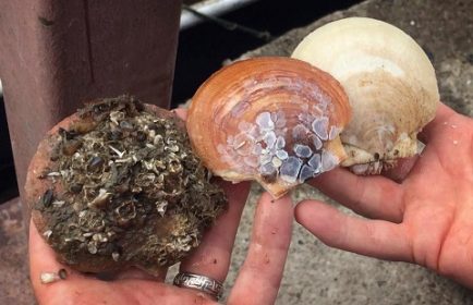 This Shellfish Consumes Billions Of Tiny Plastic Pieces In A Matter Of Hours