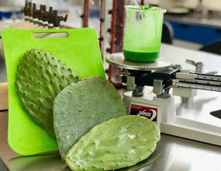 Scientist In Mexico Creates Biodegradable Plastic From Prickly Pear Cactus