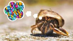 Hermit crabs are sexually attracted to plastic pollution in the ocean