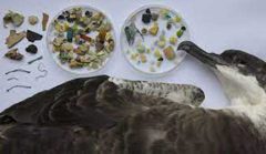 plastic additives or chemicals and its damage for wildlife