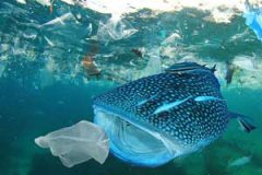 آلودگی پلاستیکی اقیانوس‌ها تا سال ۲۰۵۰ چهار برابر خواهد شد
