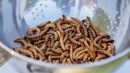Superworms capable of munching through plastic waste