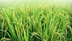 استفاده از نوعی نانوکامپوزیت برای کنترل بیماری در گیاه برنج
